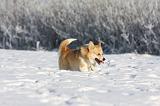 CORGI PEMBROKE 946